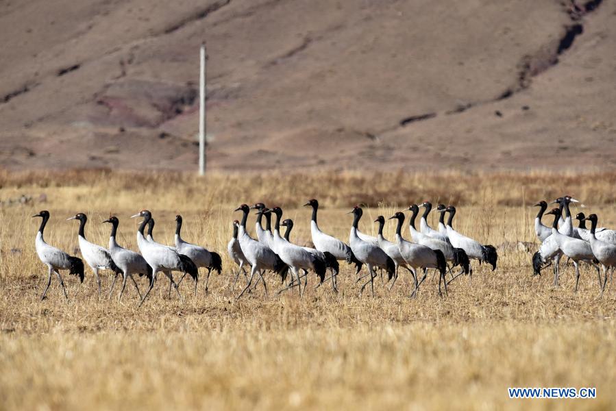 Black-necked cranes rest at a nature reserve in Lhunzhub County, Lhasa, southwest China's Tibet Autonomous Region, Dec. 12, 2020. Established in 1993, the nature reserve in Lhunzhub County attracts an increasing number of black-necked cranes to spend winter here. (Xinhua/Huang Huo)