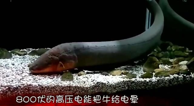 鳄鱼一口将电鳗爆头,结果肠子都悔青了,脑袋都被电麻木了