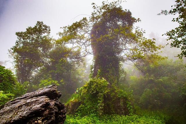 重庆山王坪石林