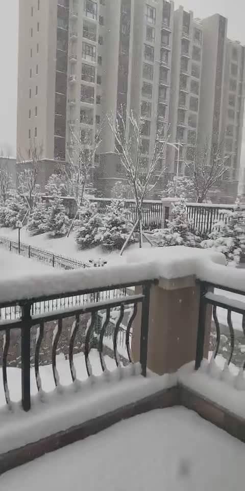 给你们看看青岛的雪 忽如一夜春风来，千树万树梨花开