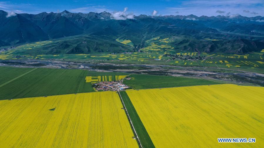 Aerial photo taken on July 22, 2020 shows the scenery of cole flower fields in Menyuan Hui Autonomous County, northwest China's Qinghai Province. (Xinhua/Wu Gang)