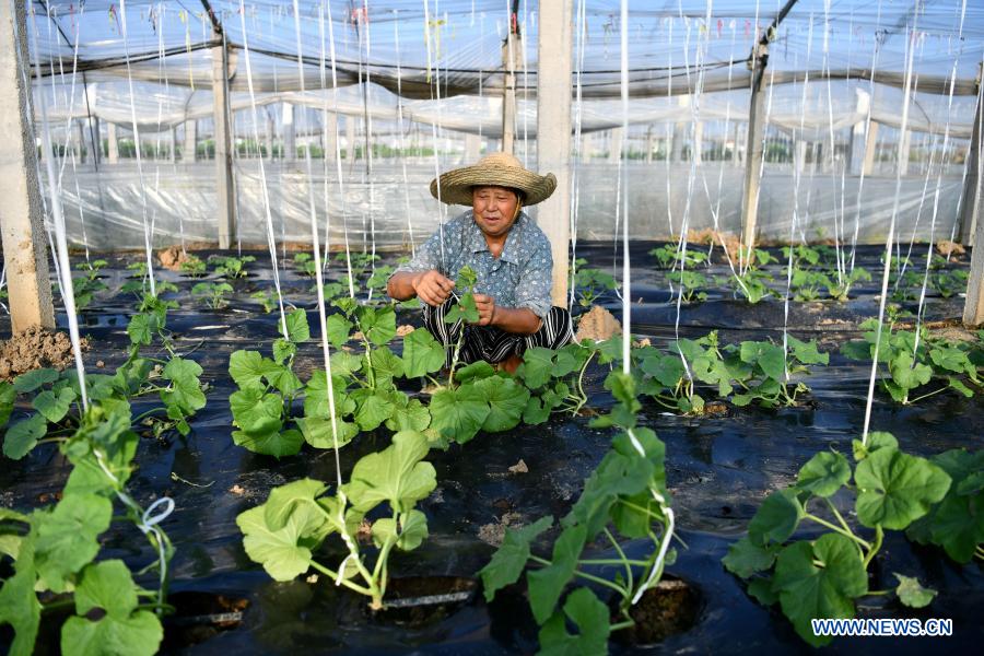 A farmer takes care of melons in a greenhouse at a cooperative in Liufu Town of Fengyang County, east China's Anhui Province, Aug. 27, 2020. China has removed all its 832 impoverished counties nationwide from the poverty list. Developing industries have played an important role in the country's poverty alleviation efforts, which will be still fundamental to continuously consolidate the poverty-relief achievements. Statistics from China's Ministry of Agriculture and Rural Affairs show that all 832 impoverished counties have carried out more than one million industrial projects and built over 300,000 industrial bases in total, with each county having 2-3 leading industries and up to 98% of impoverished people benefited. From poverty-relief workshop to industrial cooperatives, those once-impoverished counties have strived to continuously develop industries based on local conditions, as fundamental measures to consolidate poverty-relief achievements and revitalize rural areas. (Xinhua/Liu Junxi)
