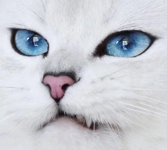 全球最美猫咪,眼睛里有星辰大海,年收入3500万,圈粉180万!