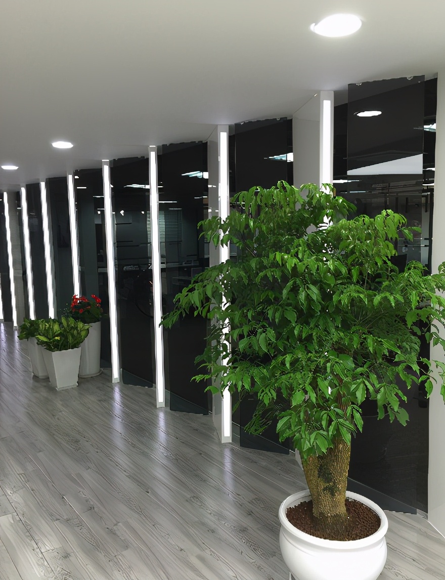幸福树冬天爱掉叶,只要注意这几点,安全过冬!
