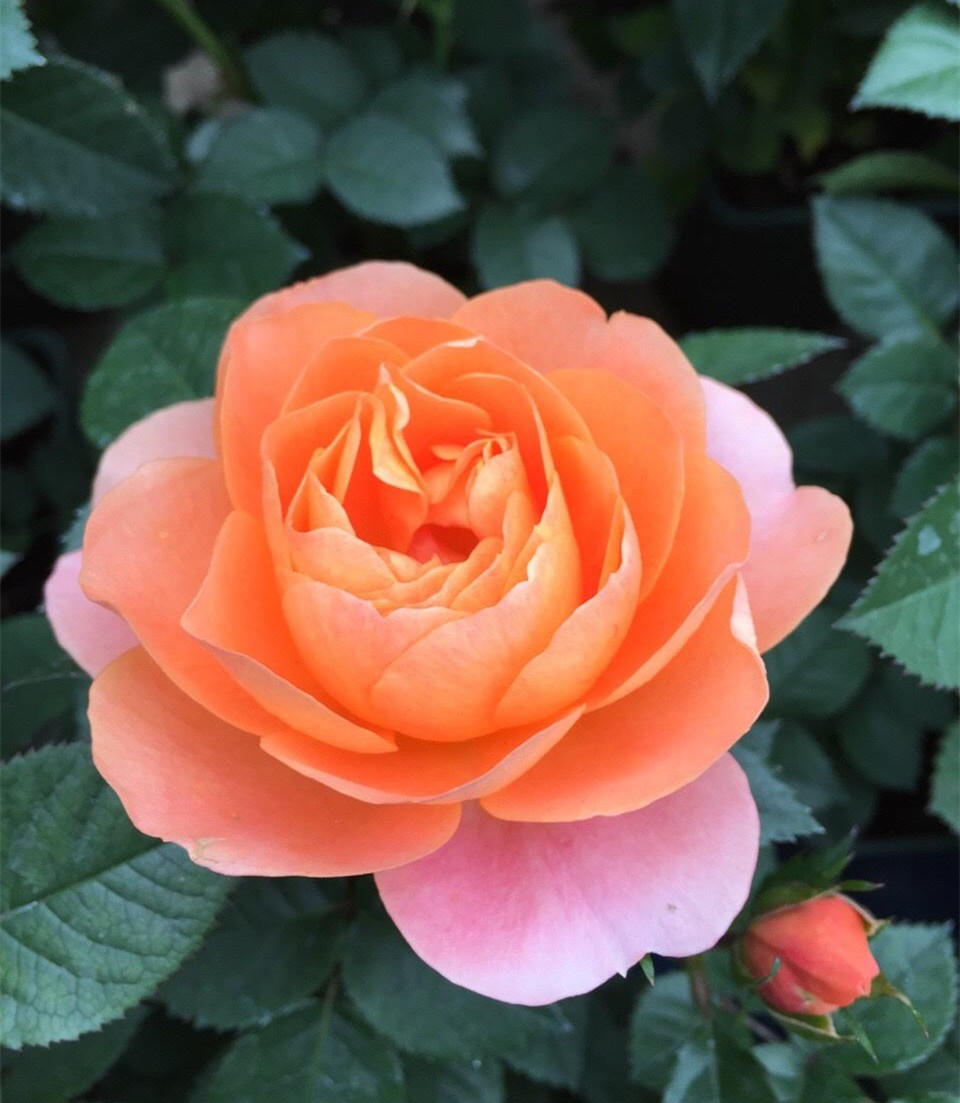 宋代成都月月都有“会展”,你见过吗?...