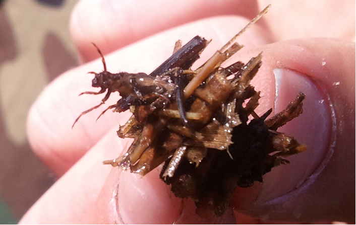 河虫图片 新浪网