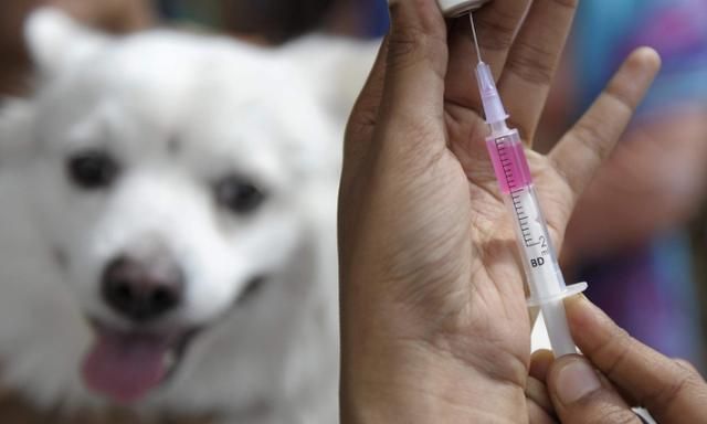 杭州初二女生被狗咬未打狂犬疫苗脑死亡女孩父亲否认网上舆论