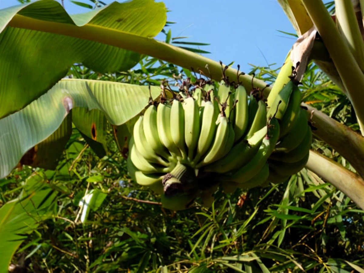 芭蕉树的功效与作用及食用方法_齐家网