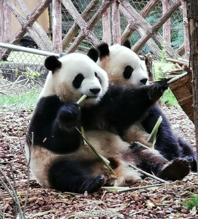 中国竟有两种大熊猫 陕西大熊猫"更像猫"