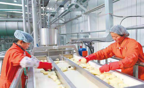 土豆加工厂现状 91cc-kffctcc6837533.png