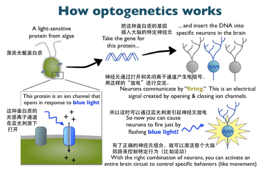 遗传的原理是什么呢_舌苔发白是什么原因呢