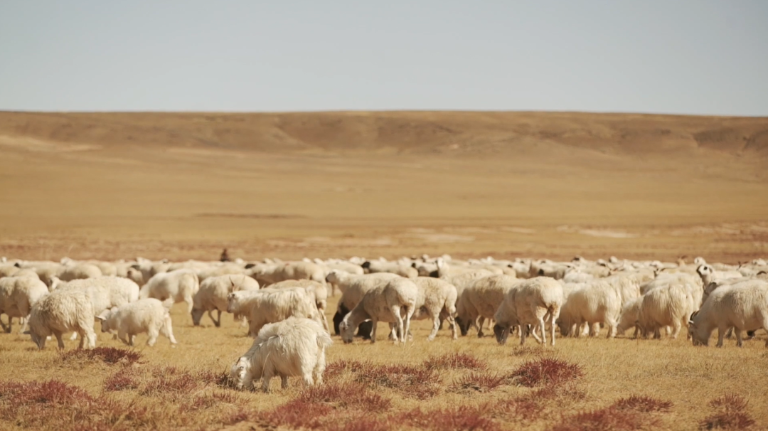 蒙古国捐赠的羊都到哪了？这个冬天羊肉爱好者绝对不能错过的消息|新冠肺炎