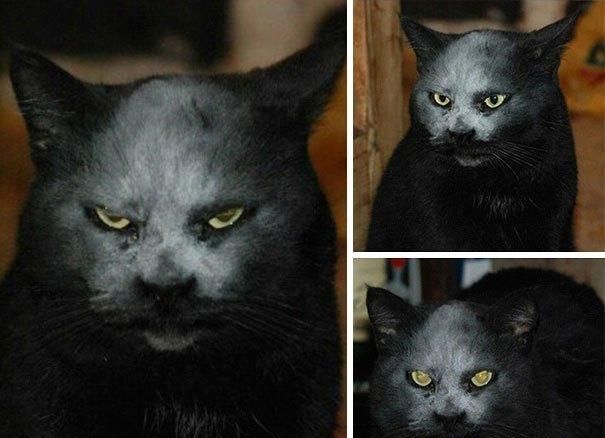20张证明照片 猫比您想象的要可怕