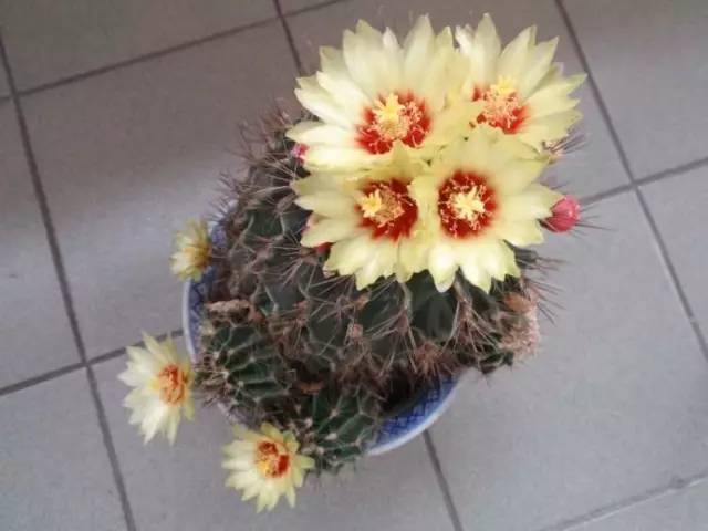 seo诊断叁金手指花总十九 新浪网