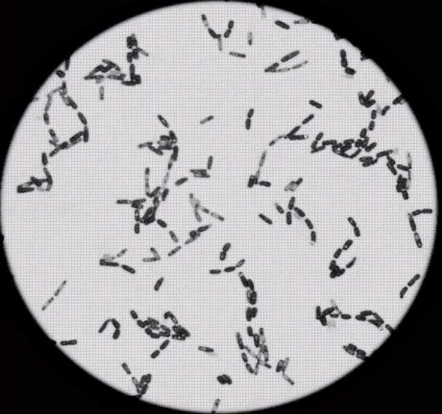 显微镜下的芽孢杆 
