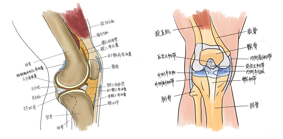 左为膝关节侧剖图,右为膝关节正面解剖图