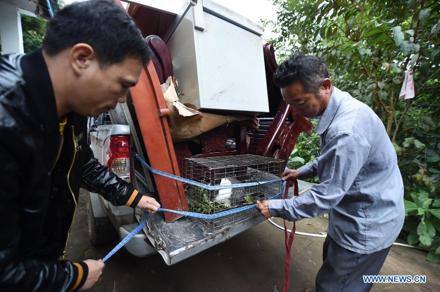 Fu Wangqing (R), a resident of Gaofeng Village in Baisha Li Autonomous County in south China's Hainan Province, arranges furniture loaded on a pickup for shipment to his new residence, Dec. 15, 2020. Gaofeng Village sits in central part of the Yinggeling National Nature Reserve, almost isolated from the outer world due to poor condition of mountainous trails. More than 100 families in the village had been living in deep poverty before 2015 as many of them had no access to electricity, mobile telecommunication, and Internet services. They nearly had no alternative source of income apart from rubber plantations. The first round of relocation was initiated in 2015 in Gaofeng Village both to preserve the ecological environment and to improve the residents' income, and 30 families moved to their new residence at foot of the hills in 2017. The second round of relocation followed in 2018 when authorities of Hainan Province decided to start a pilot rainforest national park there. The 100 families remaining in Gaofeng Village were relocated to their new residence merely 3 kilometers away from the prefecture seat of Baisha in December 2020. The local authorities offered 10 mu (or 0.67 hectares) of rubber plantation to each relocated villager, and provided employment and profit-sharing opportunities through edible fungi growing bases. (Xinhua/Guo Cheng)