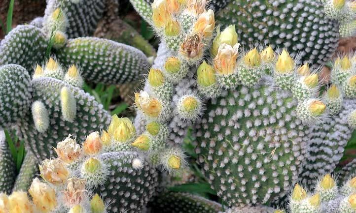 上面是黄毛掌(opuntia microdasys var. pallida)