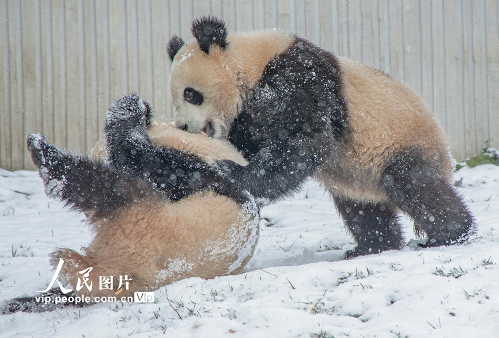 四川卧龙:大熊猫雪地撒欢