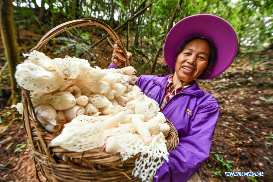 A villager shows freshly harvested bamboo fungus at a planting base in Gaonan Village of Rongjiang County, southwest China's Guizhou Province, Sept. 18, 2020. China has made great achievements in poverty relief that has impressed the world, with almost 100 million people lifted out of poverty. (Xinhua/Yang Wenbin)