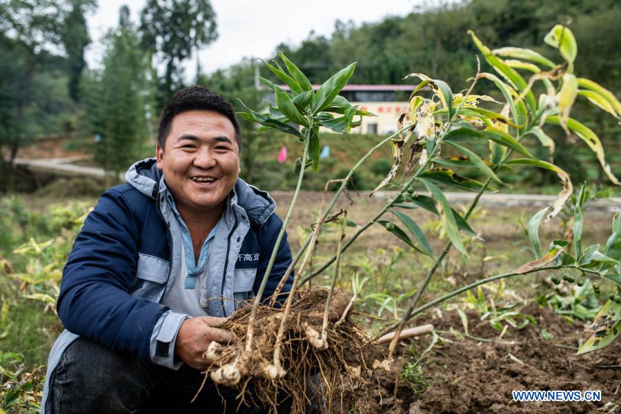 Villager Zhou Ling shows sealwort, a kind of traditional Chinese herb, freshly harvested in Yinchang Village, Shaotong City of southwest China's Yunnan Province, Sept. 22, 2020. Traditional Chinese medicine herb planting has helped to increase the income of local people in Yinchang Village as a way for poverty relief. China has made great achievements in poverty relief that has impressed the world, with almost 100 million people lifted out of poverty. (Xinhua/Hu Chao)