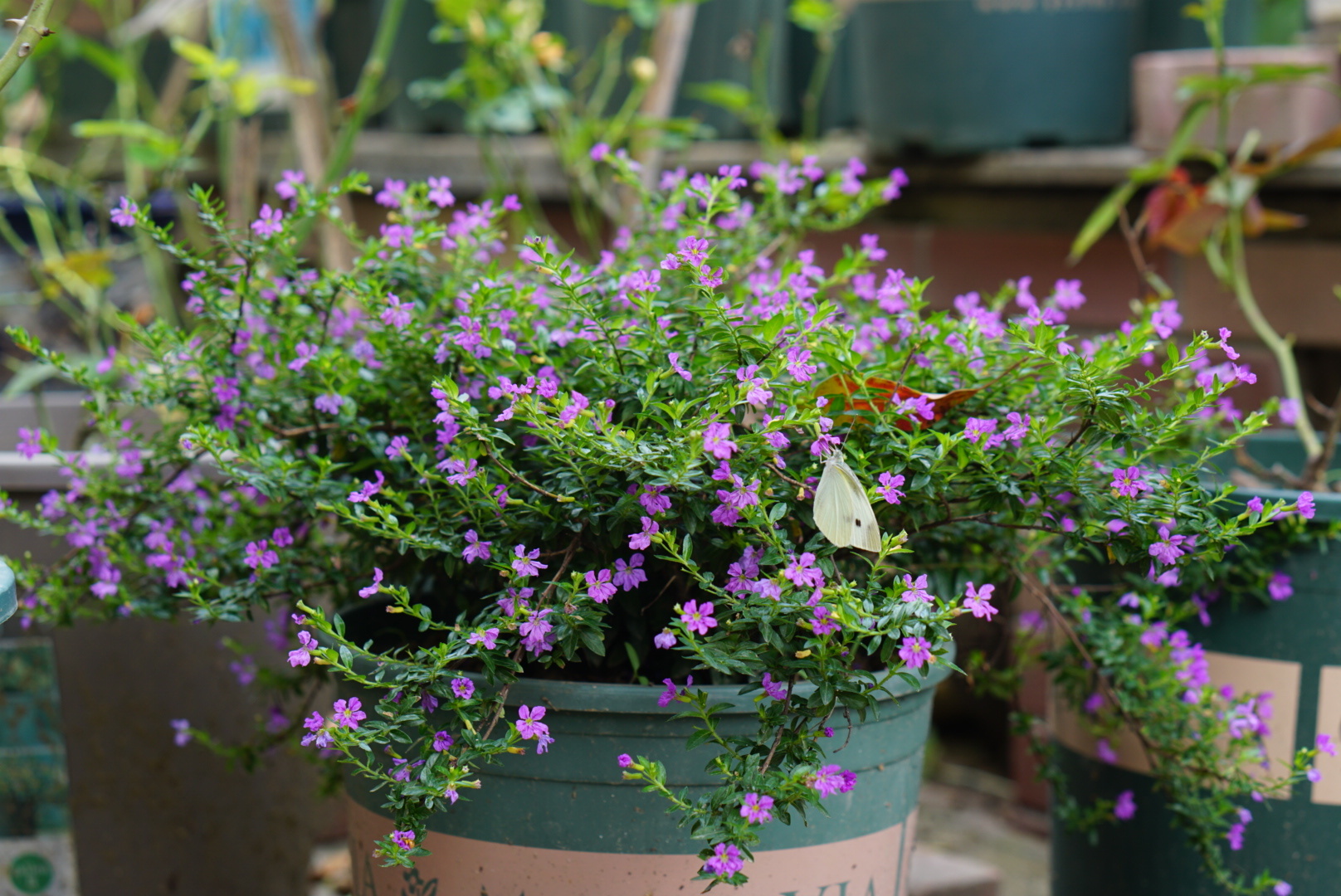 九种养在室内的紫色盆栽观叶植物，整个室内显得特别神秘、多彩|紫色|盆栽|叶片_新浪新闻