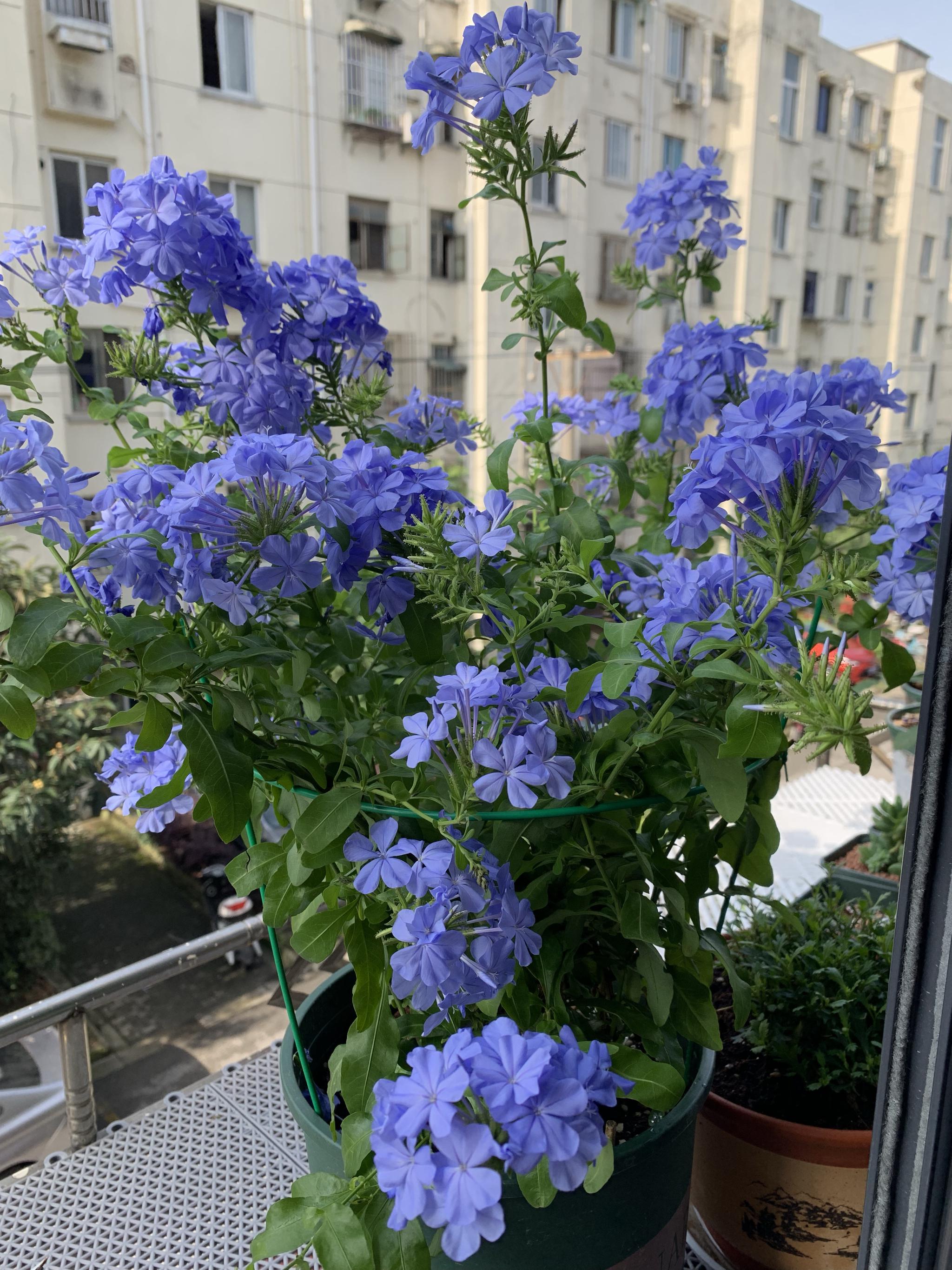 开花植物中“蓝色”很少见，如果你喜欢蓝色花，给大家推荐17种|蓝色|植物|飞燕草_新浪新闻