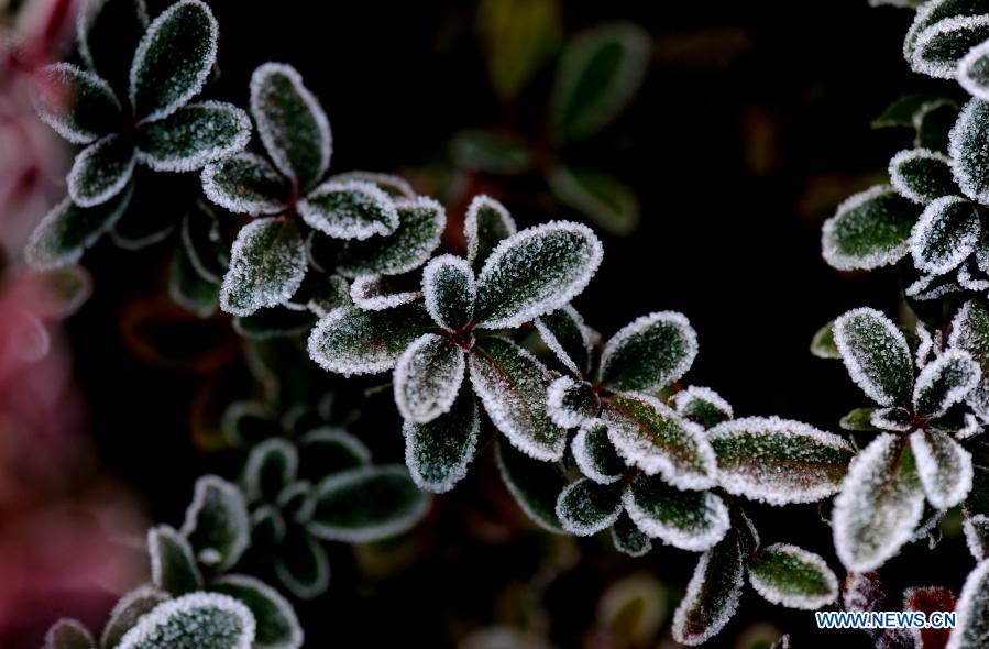 Frosted leaves are pictured in a flowerbed of Songjiang District in Shanghai, east China, Dec. 22, 2020. (Xinhua/Zhang Jiansong)