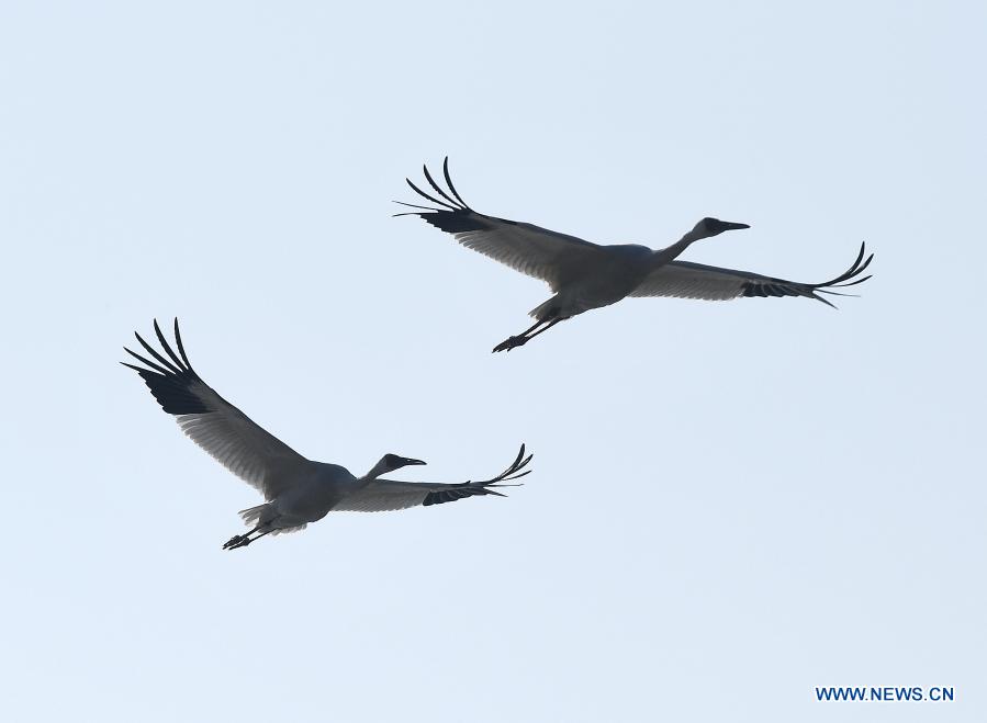 White cranes fly over the wetland of the Wuxing white crane conservation area by the Poyang Lake in Nanchang, east China's Jiangxi Province, Dec. 21, 2020. Numerous migratory birds including white cranes and swans have arrived in the wetland by the Poyang Lake, taking it as their winter habitat. (Xinhua/Wan Xiang)
