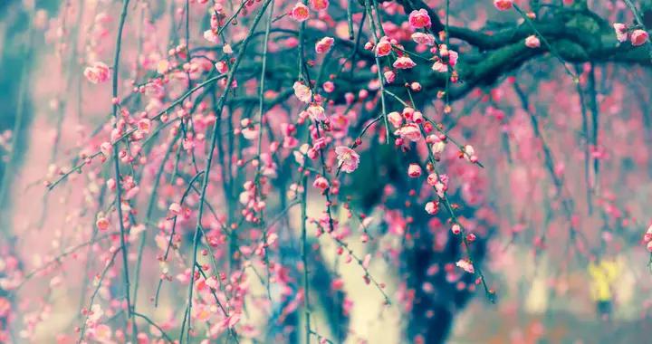庭院种棵垂枝梅，花开如瀑布，好养又漂亮，还被称为长寿之树