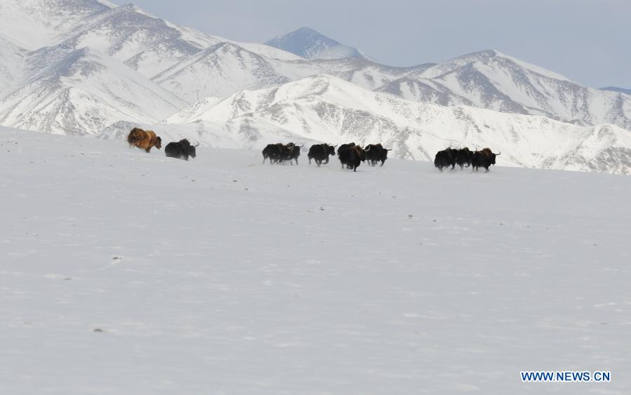Wild yaks are seen at the Haltent grassland in the Kazak Autonomous County of Aksay, northwest China's Gansu Province, Dec. 23, 2020. (Photo by Ma Xiaowei/Xinhua)