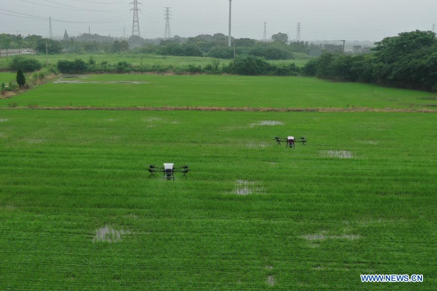 Aerial photo taken on July 10, 2020 shows unmanned aerial vehicles fertilizing a paddy field at Balidian Town in Wuxing District of Huzhou City, east China's Zhejiang Province. With the development of new technologies such as the 5G, artificial intelligence and BeiDou Navigation Satellite System (BDS), unmanned technology is injecting impetus into traditional industries as well as making people's life easier and more convenient in China, and bringing about profound innovation and transformation. From commerce, agriculture, transportation, industrial production to environmental protection, China has been embracing this emerging technology in various fields in recent years as it strives to promote high-quality development. (Xinhua/Huang Zongzhi)