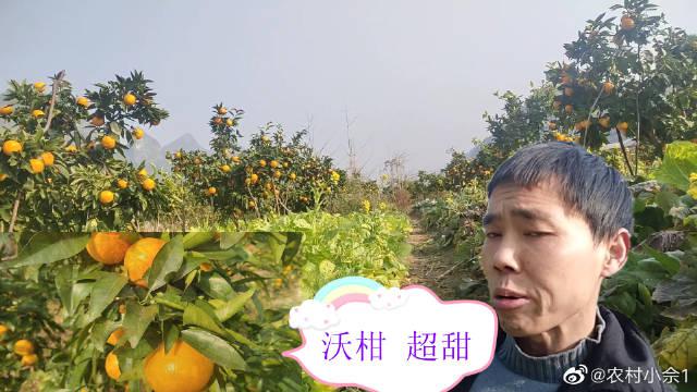 走进乡村生活，小佘带你去看村民种植果园，感受浓浓的乡土人情