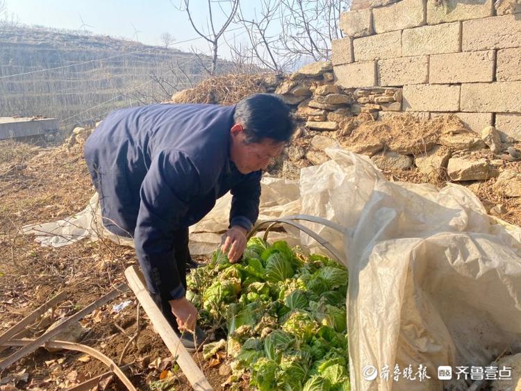 李中随清理自家白菜上的杂草