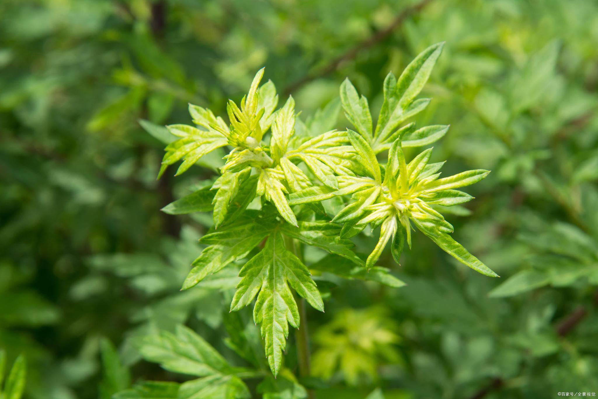 叶县常村镇栗林店村:艾草种植和深加工带动村民脱贫