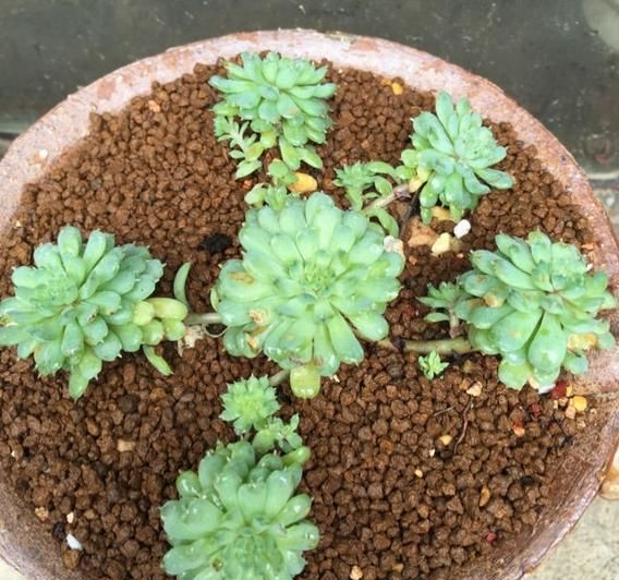 多肉小红衣的状态,不知道算不算完美逆袭