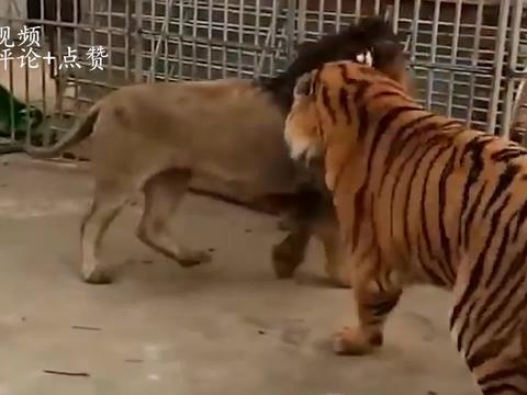 500斤老虎大战600斤狮子，场面一度失控，镜头拍下激烈过程