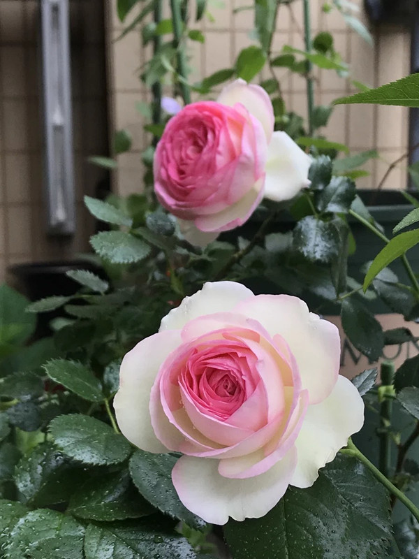 世界最受喜爱的玫瑰花,多次荣获园艺大奖,观赏价值高!