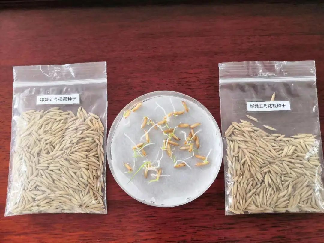 和嫦娥五号一起“上天”的水稻种子发芽了