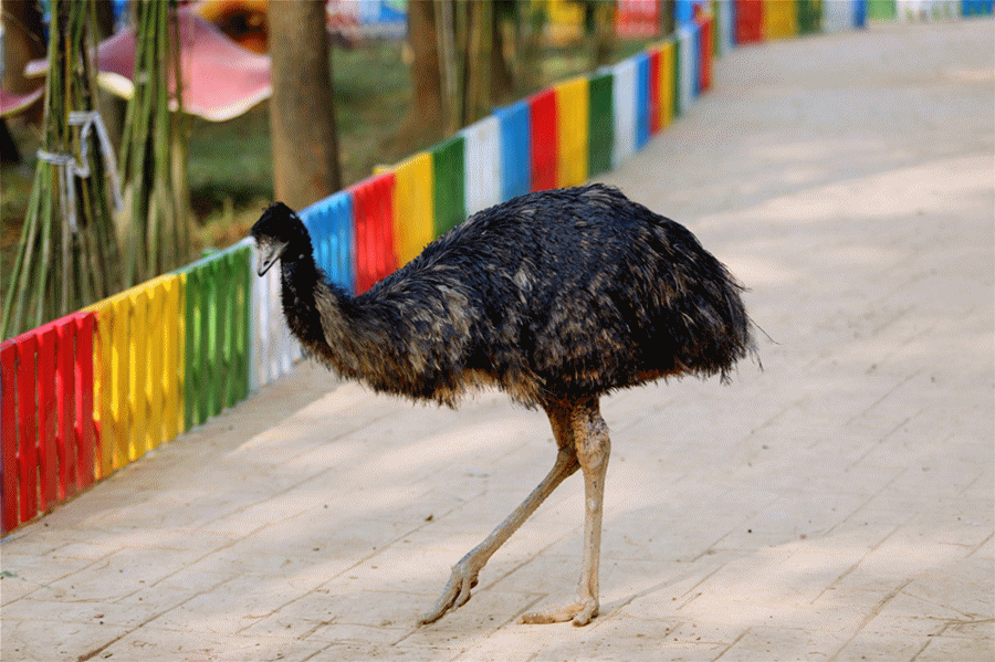 武汉野生动物王国项目位于蔡甸区张湾街乌梅山区域,于2016年正式立项