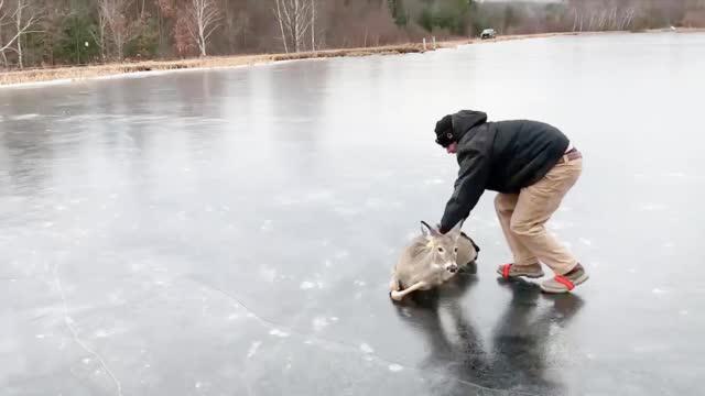 美国一头小鹿被困冰冻湖面，路过男子施援手将其推到岸边