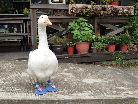 小主人抱大鹅入睡超温馨,主人:花了近3年时间建立感情