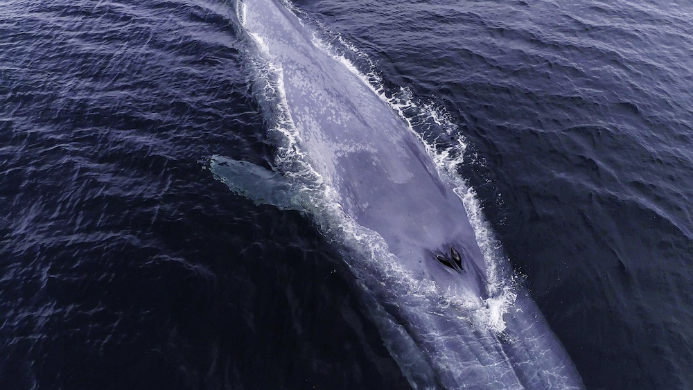 蓝鲸体育直播带来极致观赛体验高清流畅覆盖全球热门赛事让球迷随时随地畅享精彩对决