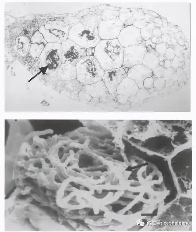 菌根究竟是菌还是根?