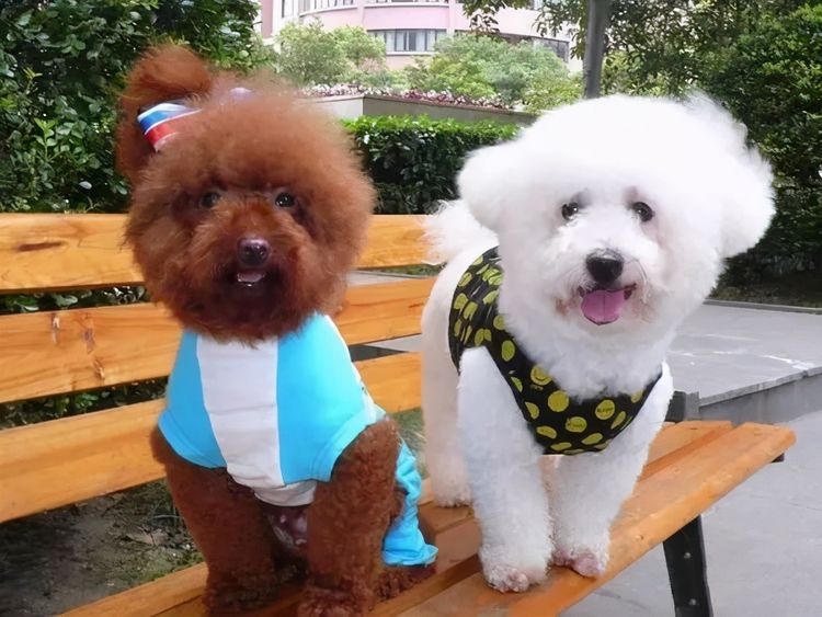 泰迪犬和比熊犬哪个更好养?通过这7点对比,相信你心里