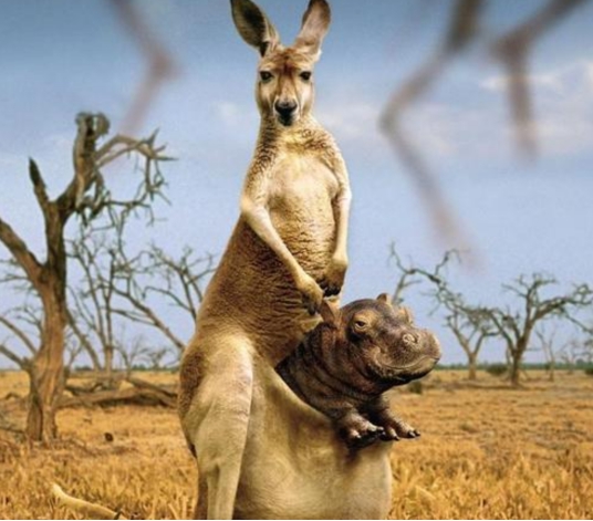 鲸鱼的生活习性与特征 鲸类动物大揭秘