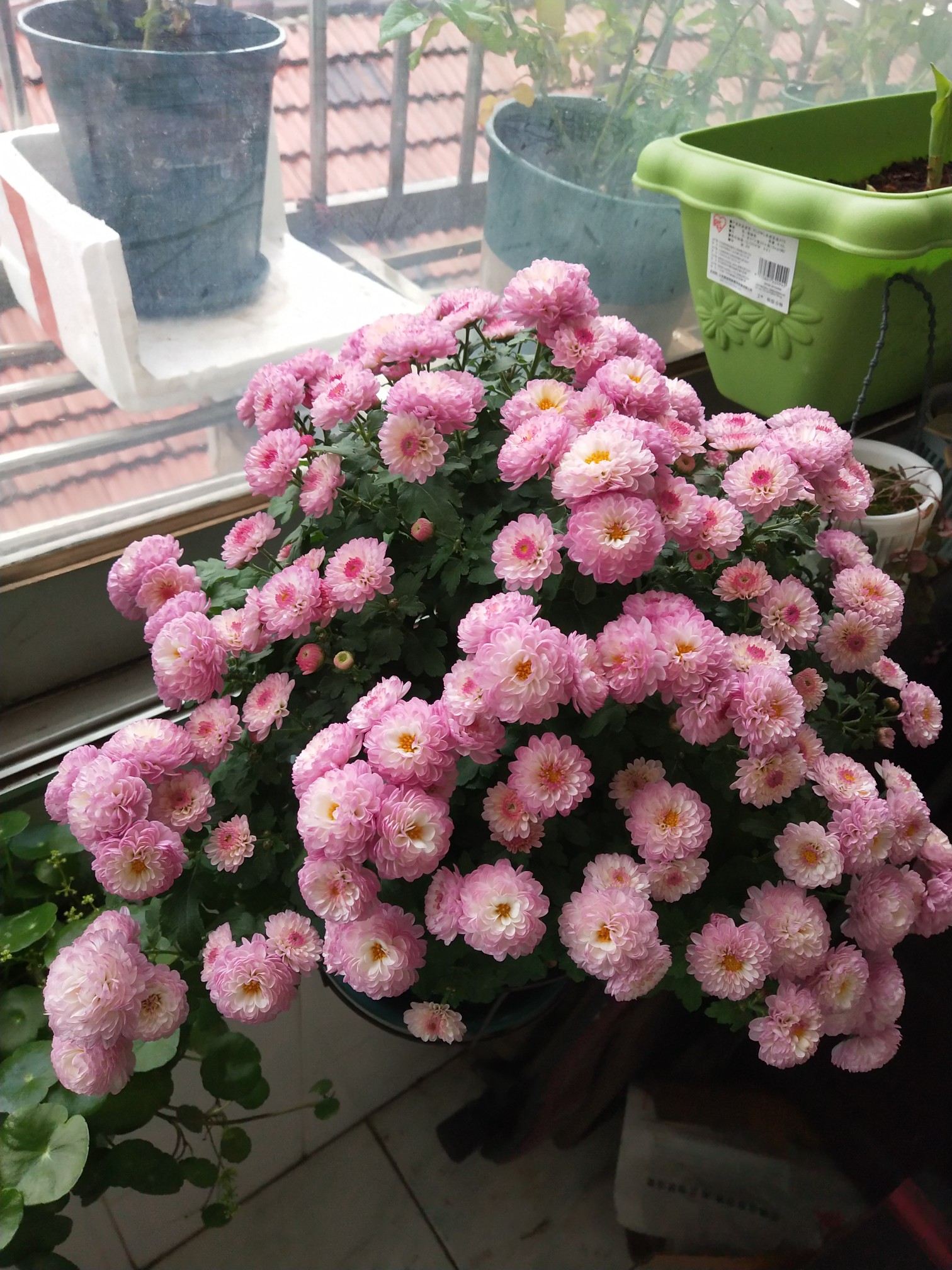 以花量巨多著称,不仅能满足盆栽观赏需求,还能制作鲜切花