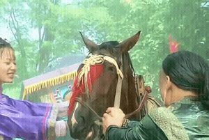 搞笑看点></p></a>正文> 对牛弹琴我见了很多,这对马说教我是第一次见呢小伙子