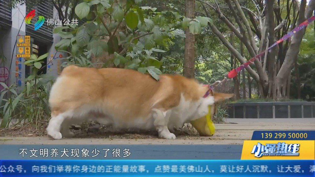 养犬扰民投诉多 条例约束力怎体现？