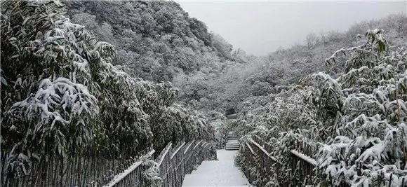 金佛山雪景 金佛山景区供图